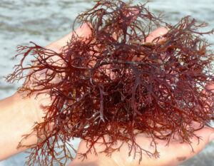 アガー　海藻